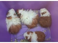 morcata-roznych-plemien-small-3