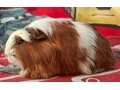 morcata-roznych-plemien-small-1