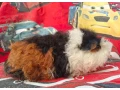 morcata-roznych-plemien-small-2