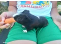morca-small-0