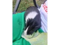 morca-small-3