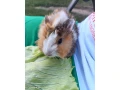 morca-small-2
