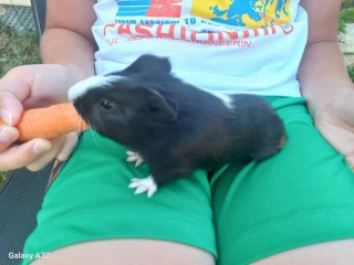 morca