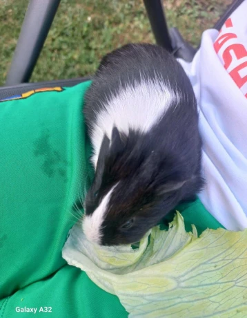morca-big-3