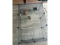cincila-small-4