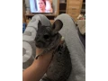 cincila-small-0