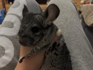 cincila