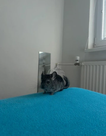 cincila-big-2