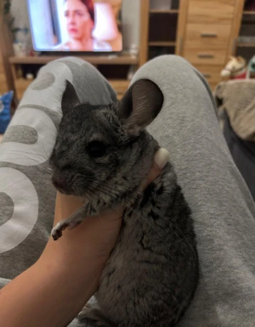 cincila-big-0