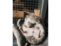 jezko-bielobruchy-small-2