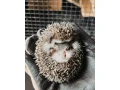 jezko-bielobruchy-small-0