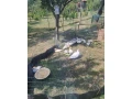 pizmove-kacice-small-1