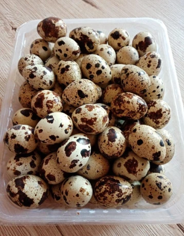prepelicie-vajicka-big-0