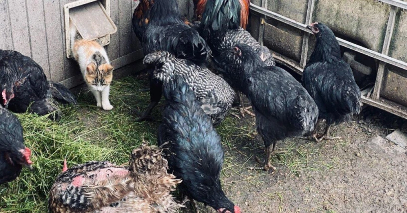 predam-kohutov-vyliahnutych-291-2025-big-3