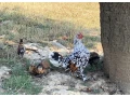 predam-milfredky-small-3