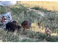 predam-milfredky-small-2