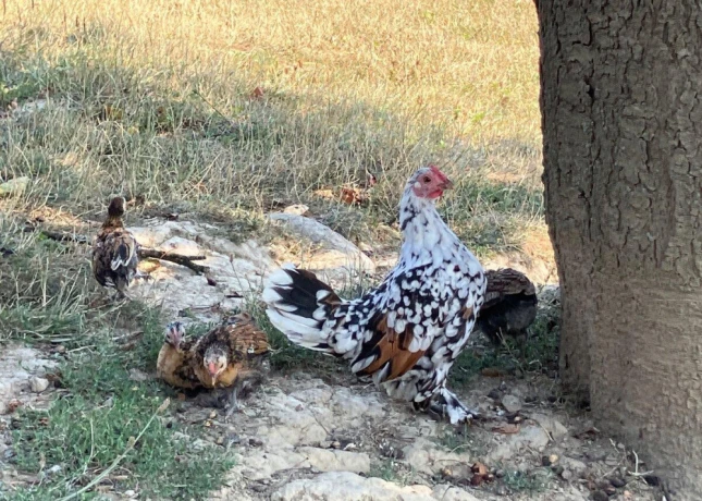 predam-milfredky-big-3