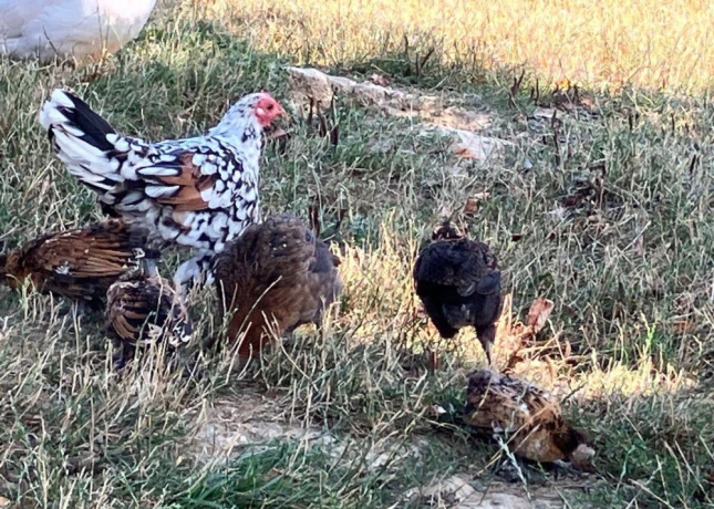 predam-milfredky-big-1