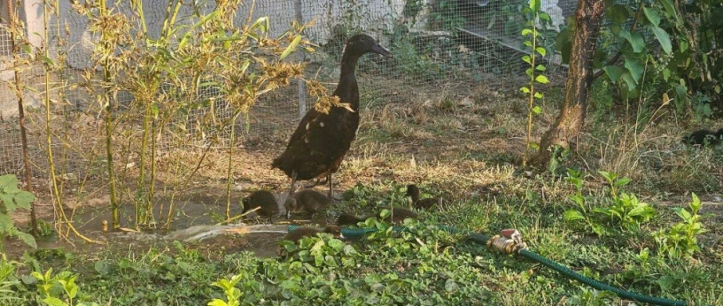 indicky-bezec-big-2