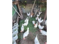 leghorn-small-1