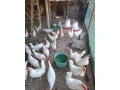 leghorn-small-2