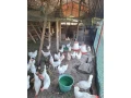 leghorn-small-0