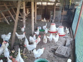 leghorn