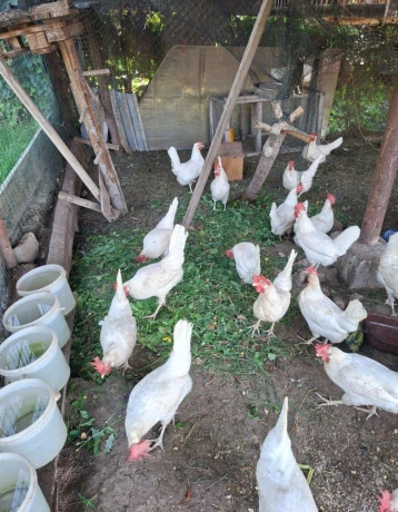 leghorn-big-1