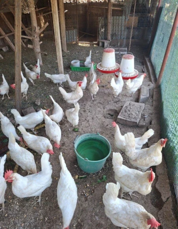 leghorn-big-2