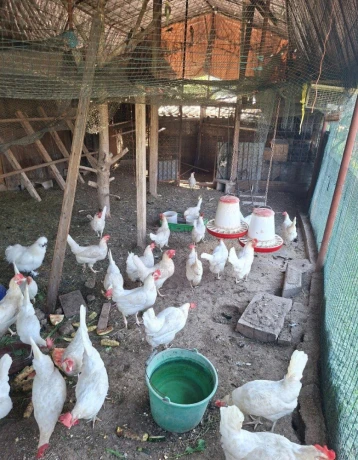leghorn-big-0