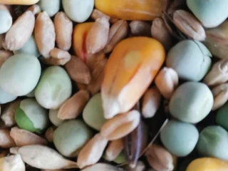 predam-granulovanu-zmes-pre-nosnice