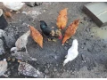 predam-bronzove-morky-small-3
