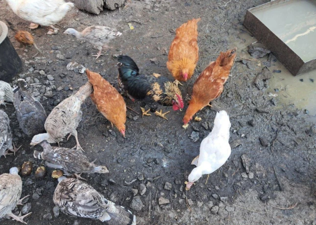 predam-bronzove-morky-big-3