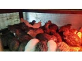 predam-prepelice-japonske-small-2