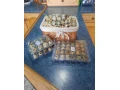 predam-prepelice-japonske-small-3
