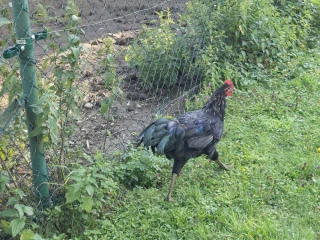 kohut