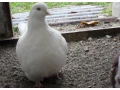 predam-small-0