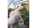hodvabnicka-a-paduanka-small-0