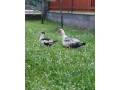 predam-small-3
