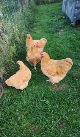 orpingtonka-zlta-big-2