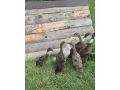 predam-indicke-bezce-small-1