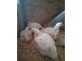 brojlere-small-1