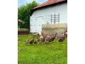 indicke-bezce-small-0