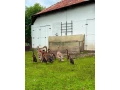 indicke-bezce-small-1