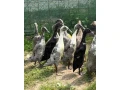 indicky-bezec-small-1