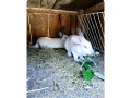 kraliky-hyla-small-1