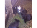 predam-zajace-small-1
