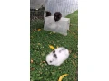 teddy-zajacik-small-0