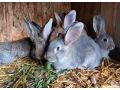 kraliky-samice-small-3