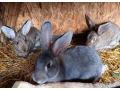 kraliky-samice-small-2